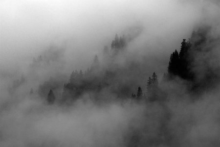Berge Nebelwald