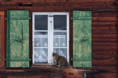 Fenster Büsi