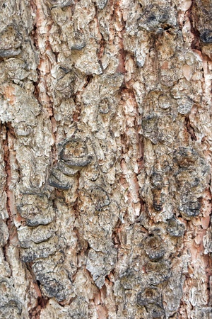 Baumrinde_31
