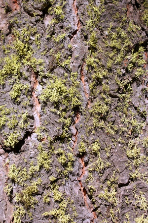 Baumrinde_22