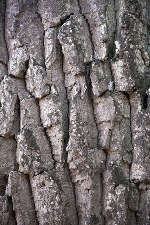 Baumrinde_29