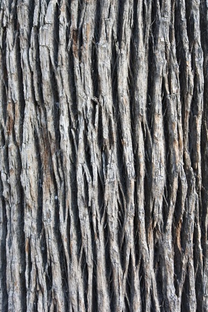 Baumrinde_32