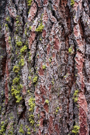 BaumRinde_04