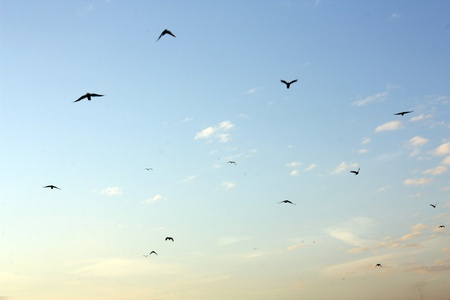 SL Vogelflug