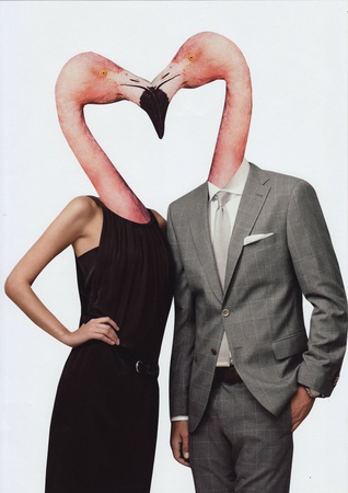 Flamingo