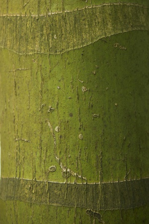 Baumrinde_25
